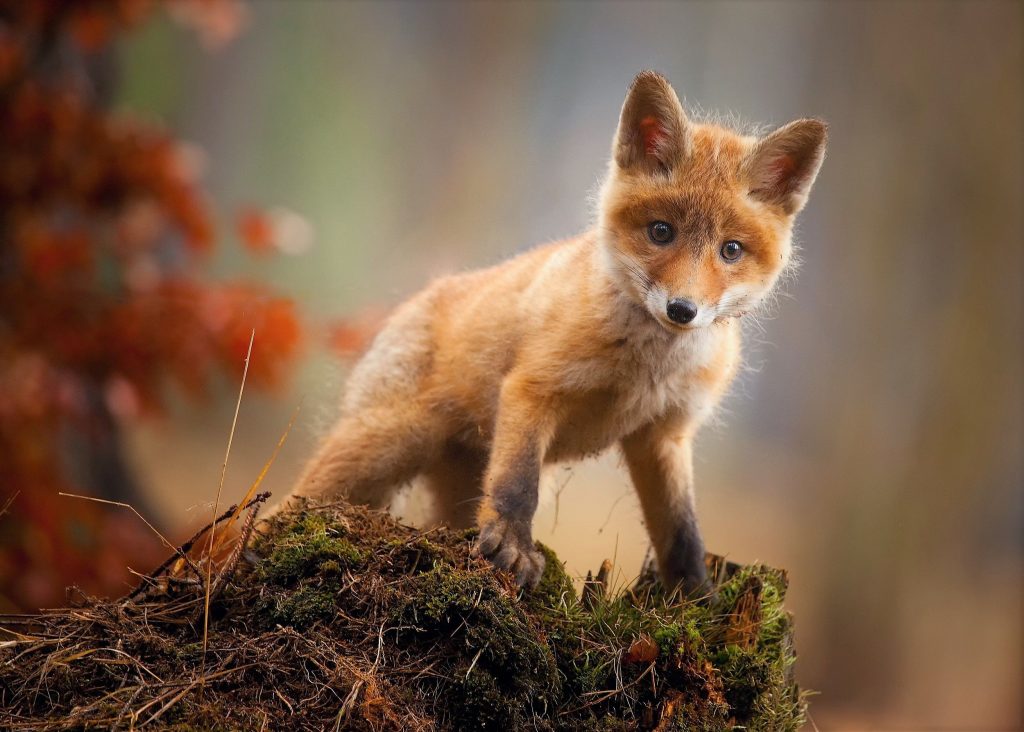 Fox Baby Animal Cute Wallpaper