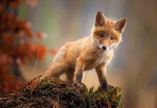 Fox Baby Animal Cute Wallpaper