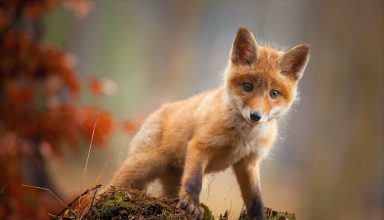 Fox Baby Animal Cute Wallpaper