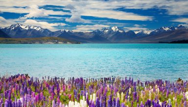Lake Tekapo New Zealand Mountains Flower Wallpaper