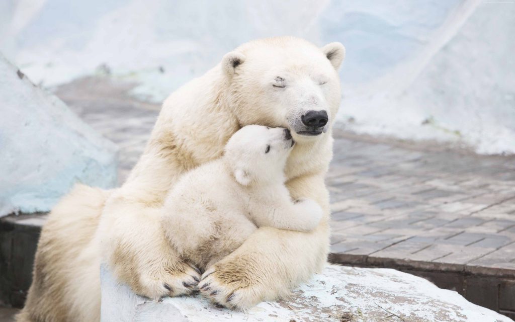 Polar Bears Cute Animals Wallpaper