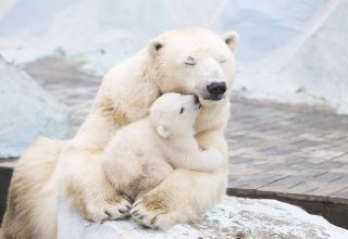 Polar Bears Cute Animals Wallpaper