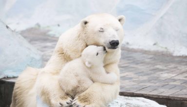 Polar Bears Cute Animals Wallpaper