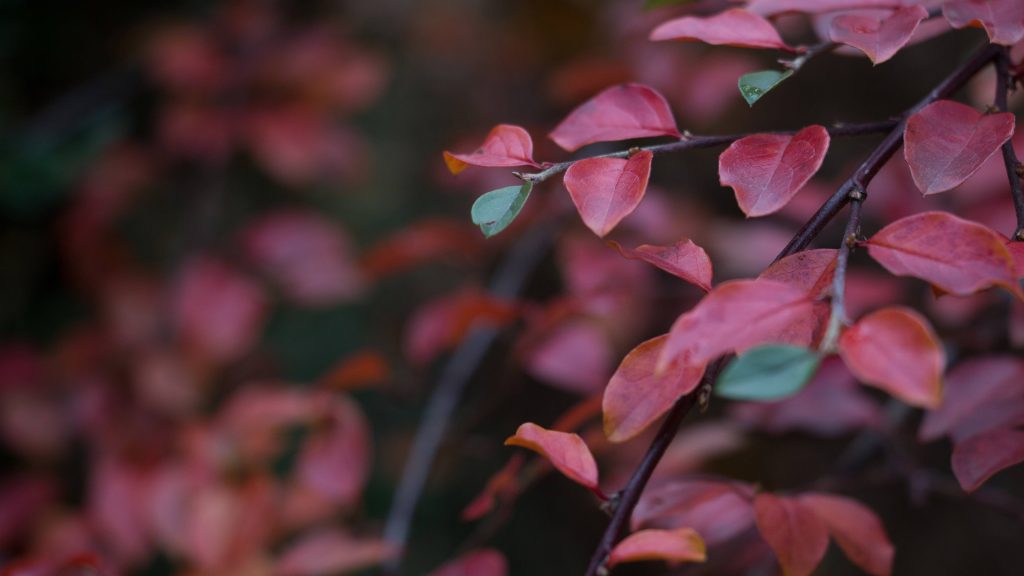 Red Leafs Flower Wallpaper