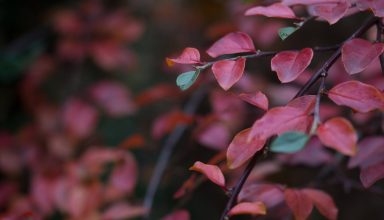 Red Leafs Flower Wallpaper