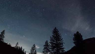 Starry Sky Night Trees Landscape Wallpaper