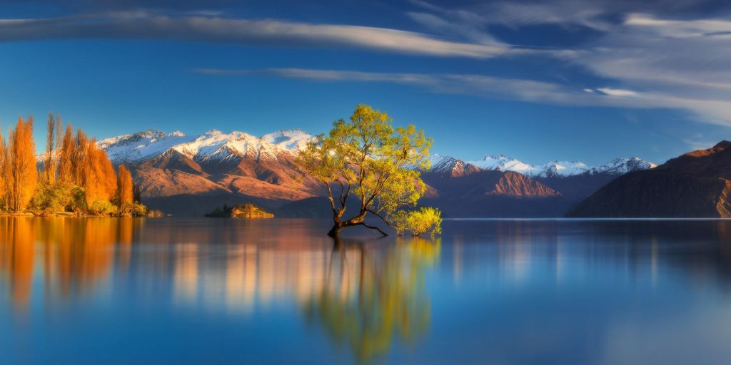 Tree in Center of Lake Reflection in Water Wallpaper