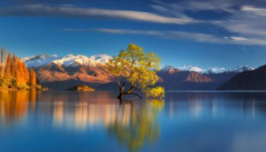 Tree in Center of Lake Reflection in Water Wallpaper