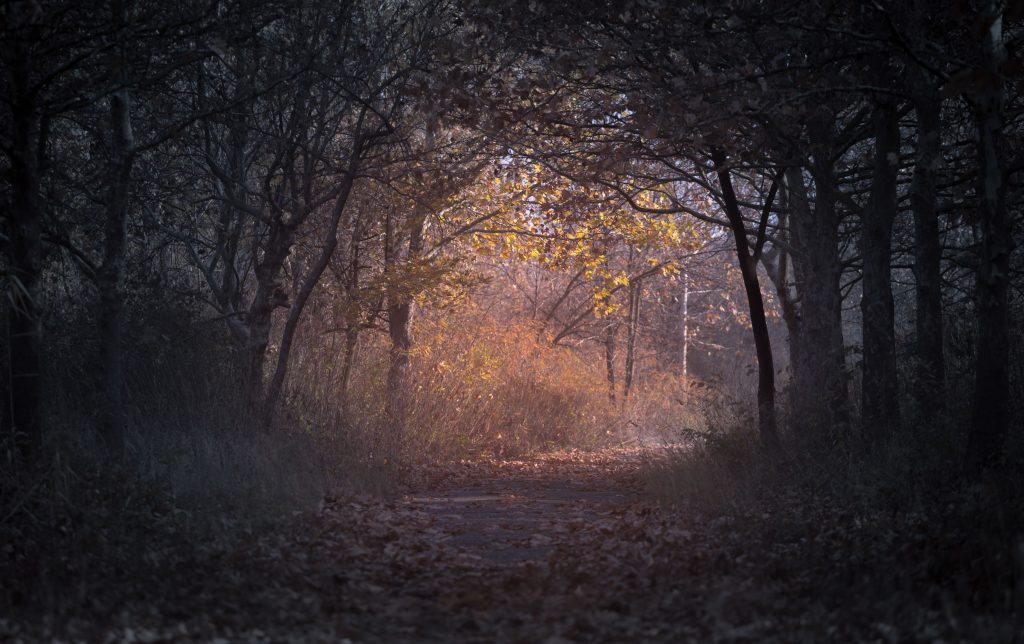 Trees Branch Pathway Dark Autumn Forest Wallpaper