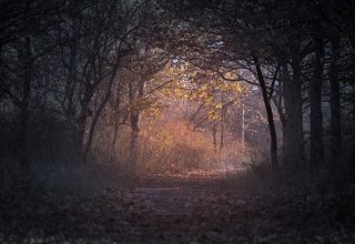 Trees Branch Pathway Dark Autumn Forest Wallpaper