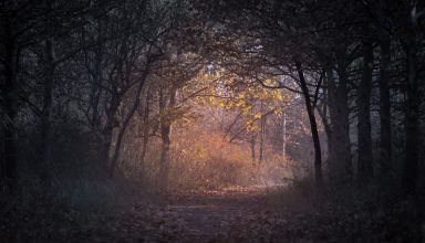 Trees Branch Pathway Dark Autumn Forest Wallpaper