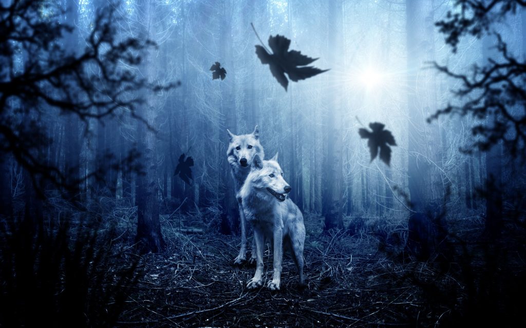 Wolves Predators Forest Photoshop Wallpaper