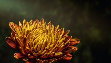 Aster Flower Bud Petals Wallpaper