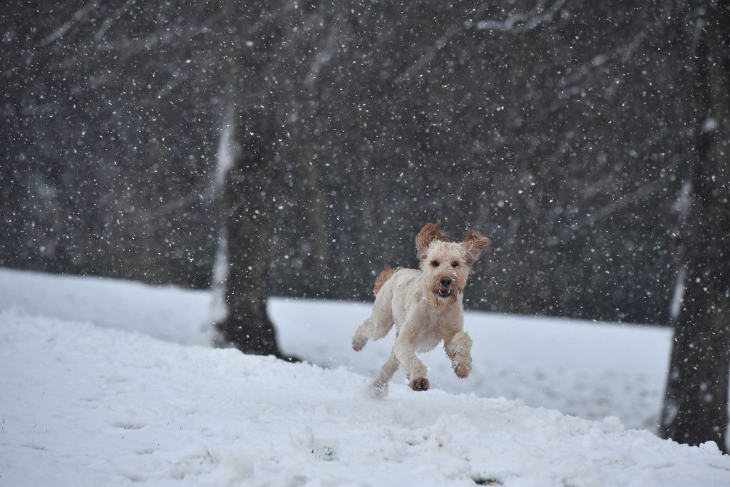 Dog Running in Snow Wallpaper