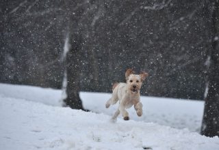 Dog Running in Snow Wallpaper