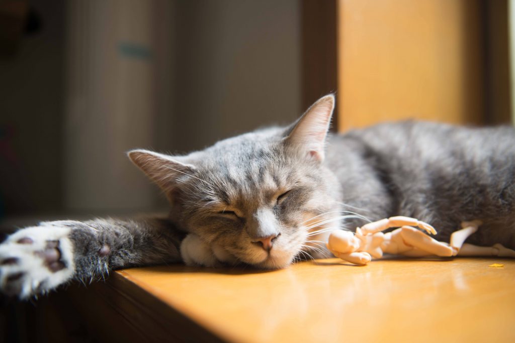 Gray and White Cat on Table Wallpaper