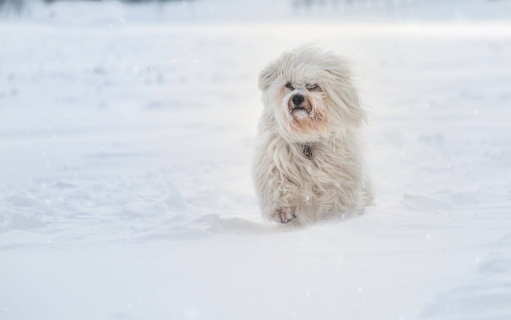 Havanese Running in Snow Wallpaper