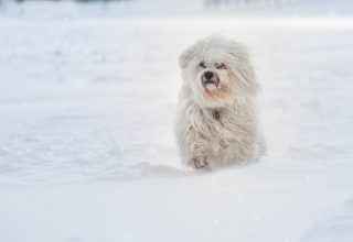 Havanese Running in Snow Wallpaper