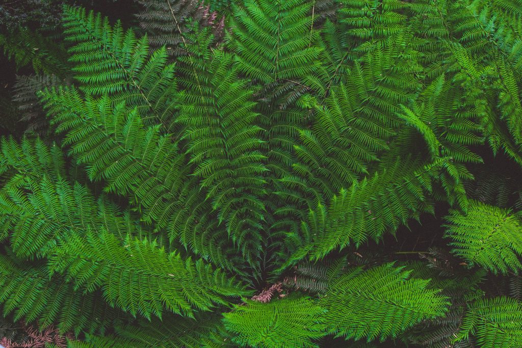 Leaves Plant Green Wallpaper