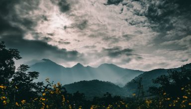 Mountains Fog Flowers Clouds Wallpaper