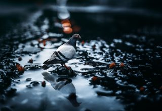 Pigeon Bird Water Blur Glare Wallpaper