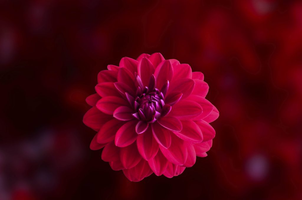 Pink Dahlia Flower Wallpaper