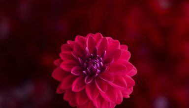 Pink Dahlia Flower Wallpaper