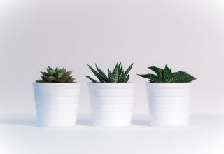 Small Plants in White Pots Wallpaper