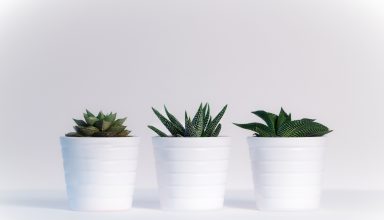 Small Plants in White Pots Wallpaper