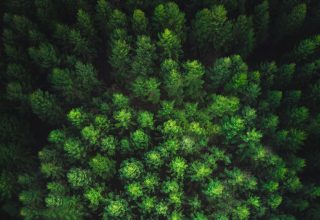 Trees Forest Top View Green Wallpaper