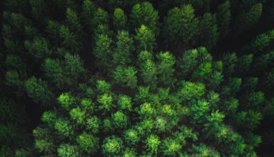 Trees Forest Top View Green Wallpaper