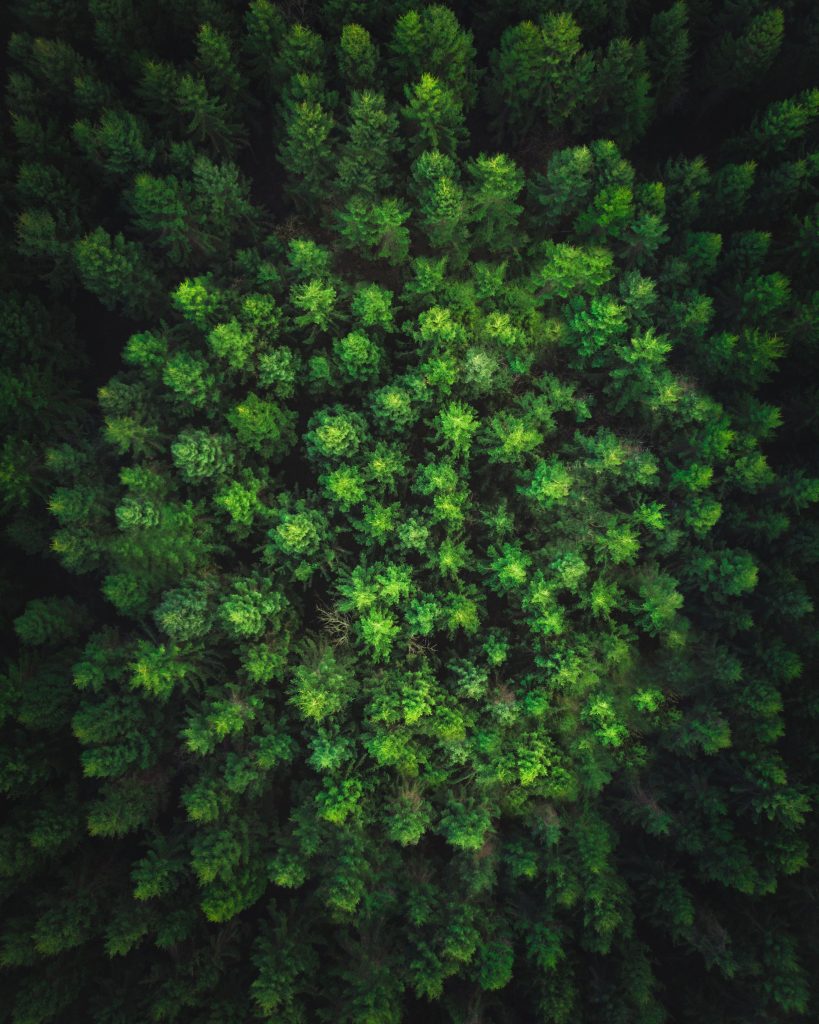 Trees Forest Top View Green Wallpaper