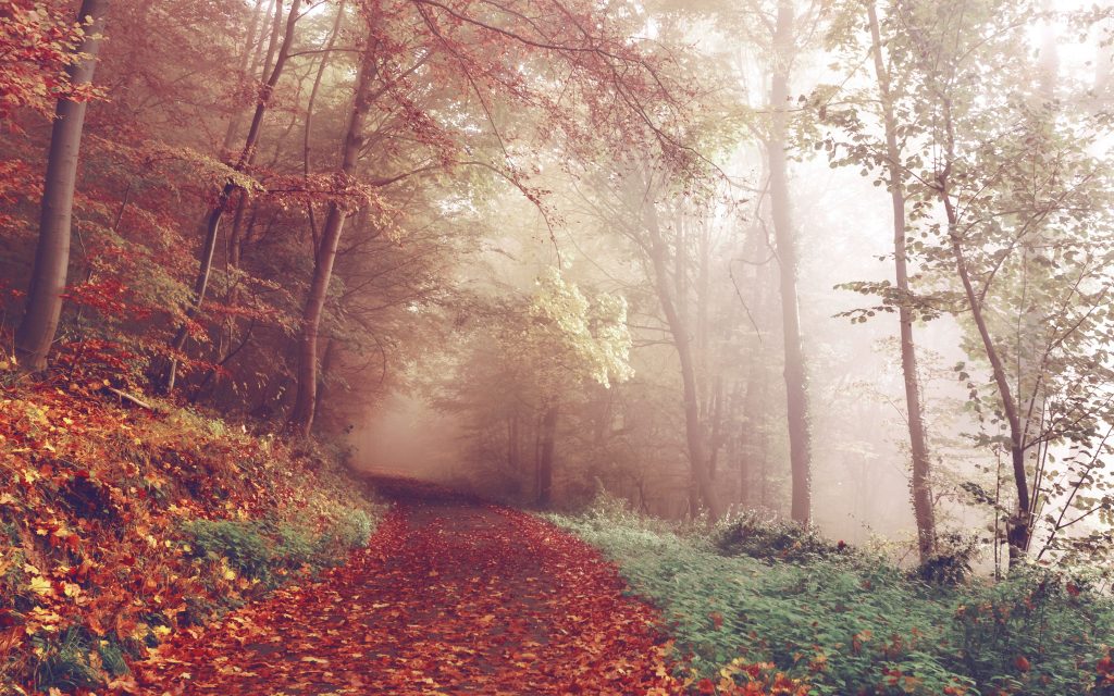 Autumn Path Wallpaper