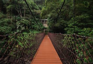 Bridge Trees Hanging Weaving Wallpaper