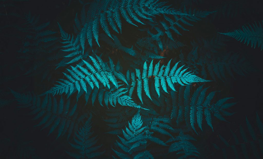 Fern Plant Foliage Wallpaper