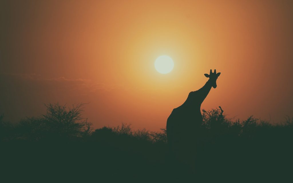 Giraffe Silhouette Sunset 4k Wallpaper