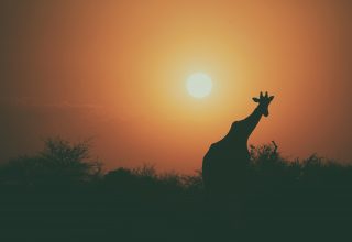 Giraffe Silhouette Sunset 4k Wallpaper