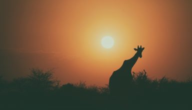 Giraffe Silhouette Sunset 4k Wallpaper