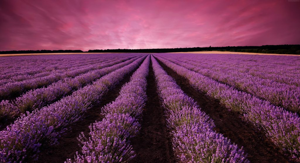 Lavender Field Sky Mountain Provence France Wallpaper