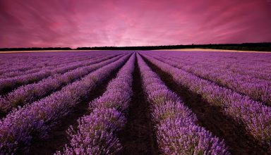Lavender Field Sky Mountain Provence France Wallpaper