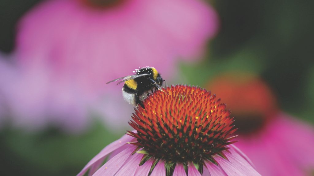Nature Spring Flower Bee Wallpaper