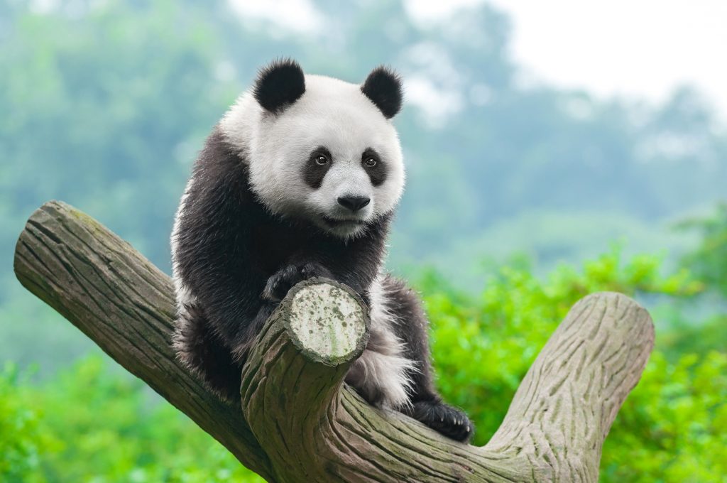 Panda Cute Animals Wallpaper