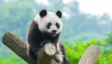 Panda Cute Animals Wallpaper