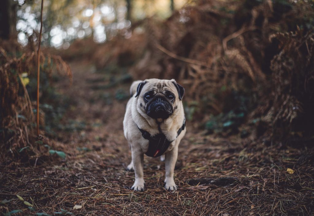 Pug Dog Walk Wallpaper