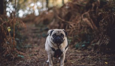 Pug Dog Walk Wallpaper