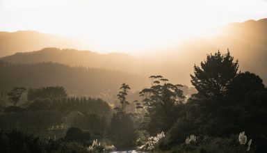 Road Surrounded by Trees Wallpaper