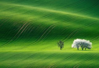 Green Landscape Wallpaper