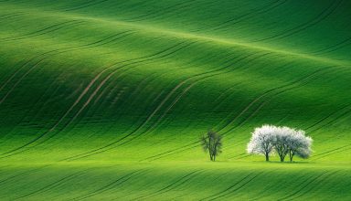 Green Landscape Wallpaper