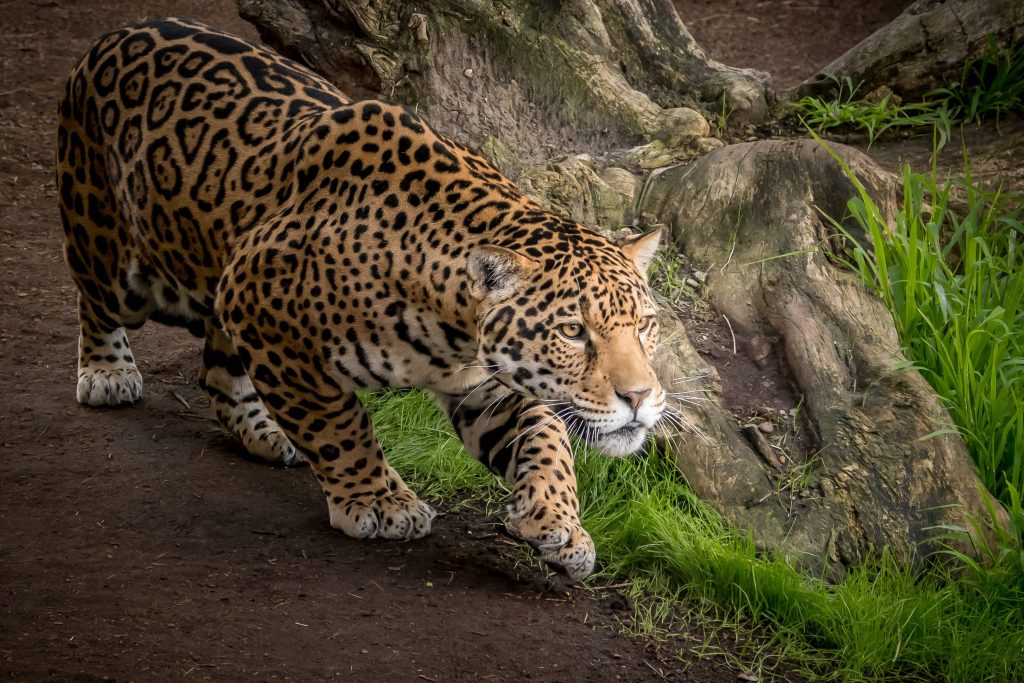 Jaguar Animal Wallpaper