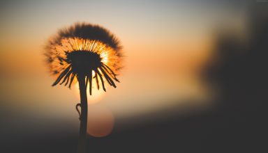 Flower Bokeh Macro 4k Wallpaper